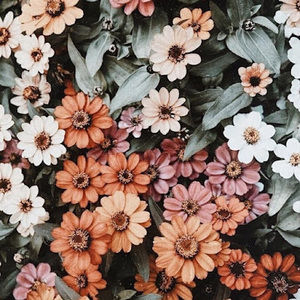 Meet your Posher, Armella